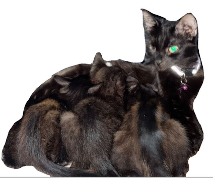 Three gorgeous kittens looking for their forever homes