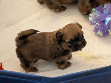 3 x shih Tzu puppies