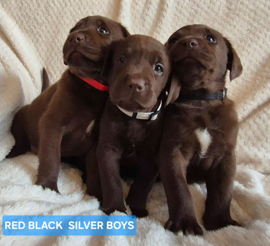 Exceptional KC Reg Chocolate Labrador Puppies