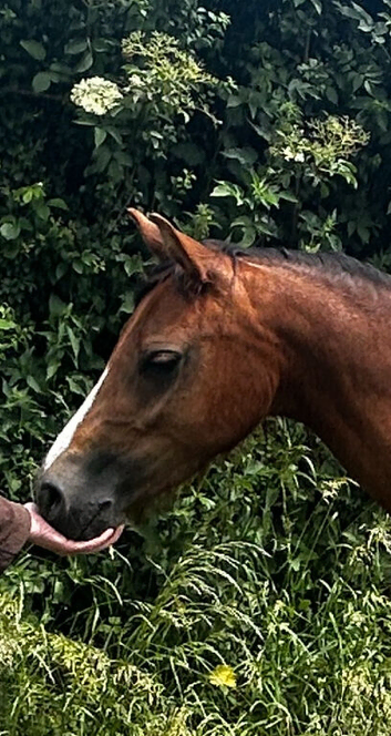 Welsh B 2 year old filly.