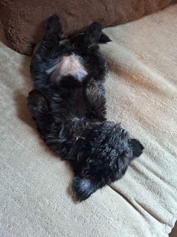 Gorgeous mini sheepadoodle puppy