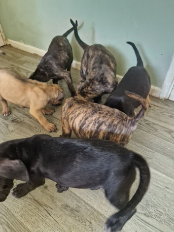 Puppys