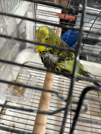 Baby exhibition budgies
