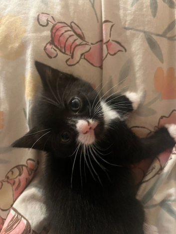 One male kitten left For Sale