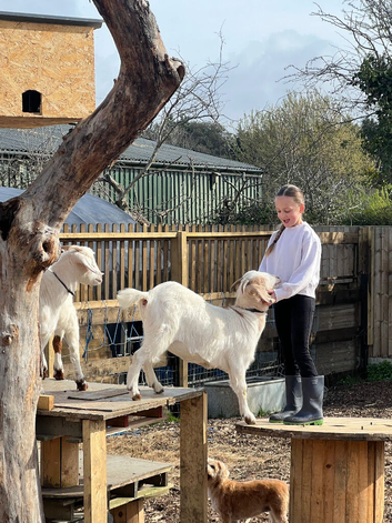 Boar Goats