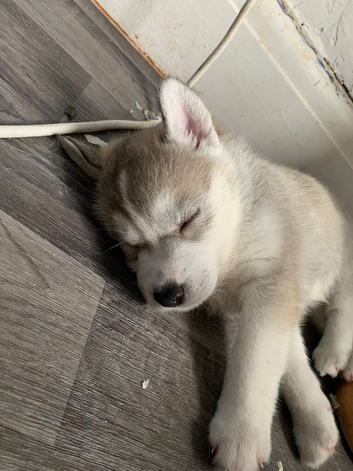 Siberian Husky Puppies