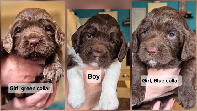 Sprocker/Cocker Spaniel Pups for sale
