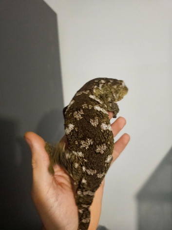 Female leachianus gecko