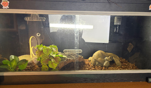 1 year old male + full set up