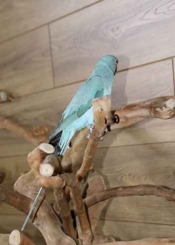 Baby Blue Ring Neck Talking Parrots,18