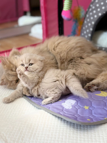 BritishLonghair ️Golden lilac Girl.️Gccf