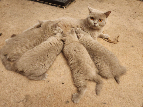 4 british shorthair kittens ready to leave