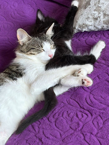 part Mainecoon female Ruby