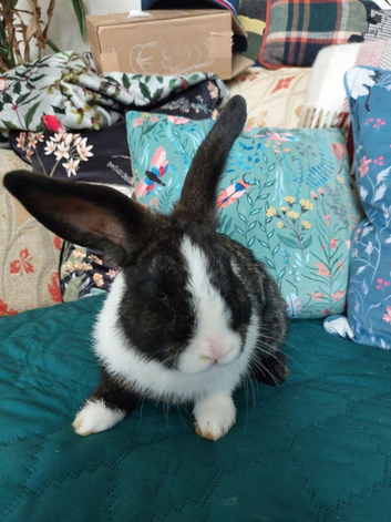 Male lionhead cross rabbits