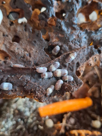 Isopods for sale