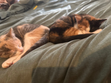 Beautiful kittens