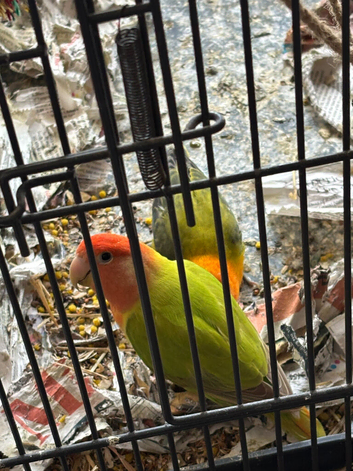 Two love birds for sale