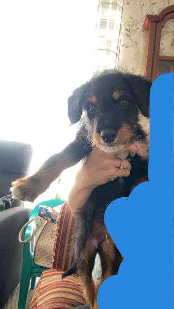 11 week old