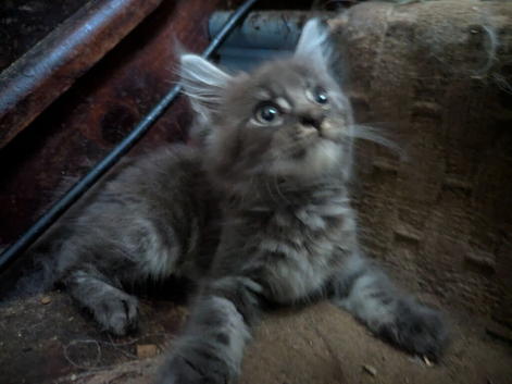 Adorable blue tabby Maine coon x