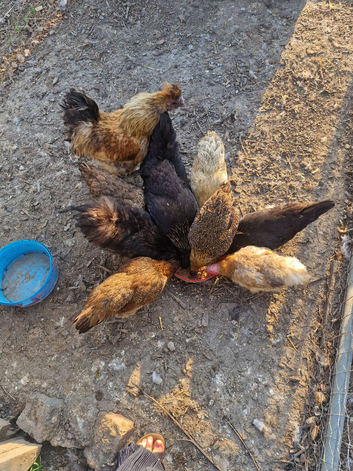 Silkie males and silkie crossed females