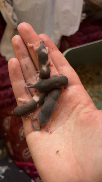 Pied African Pygmy dormice