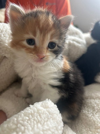 5 Long Hair Turkish Van Kittens