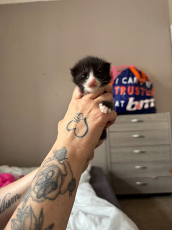 Persian x Siamese