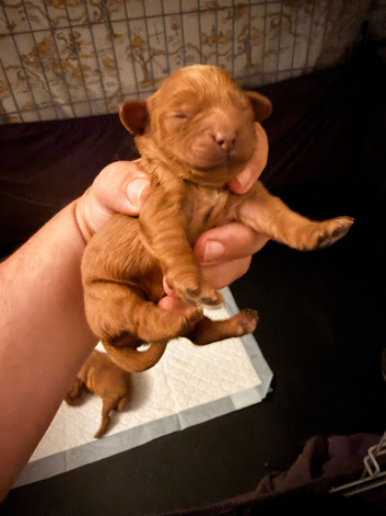 Gorgeous red cavapoo babies