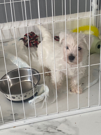 Westie pup