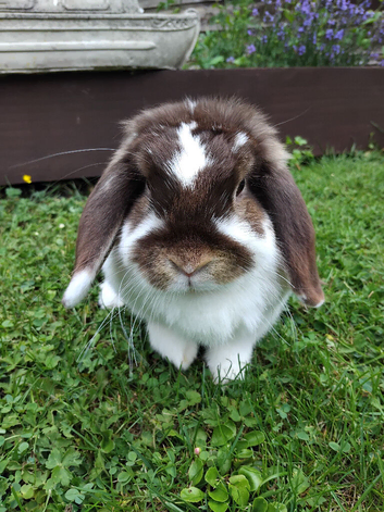 Purebred mini lop doe (girl