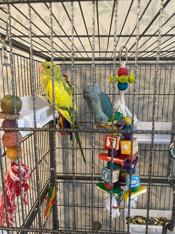 Indian ringnecks
