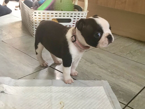 BEAUTIFUL LITTER OF 5 BOSTON TERRIERS