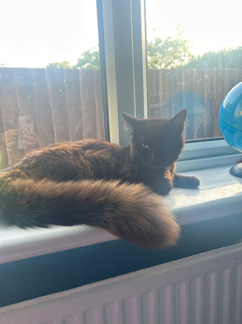 Beautiful mixed breed cat