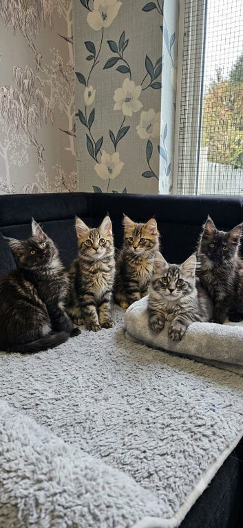 Maine Coon Kittens