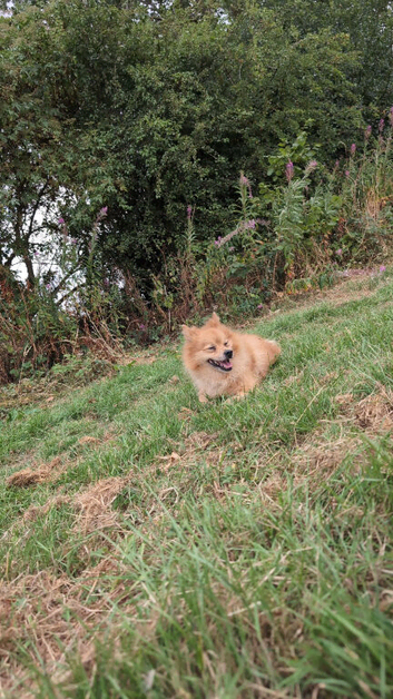 Male German Spitz (Benny)