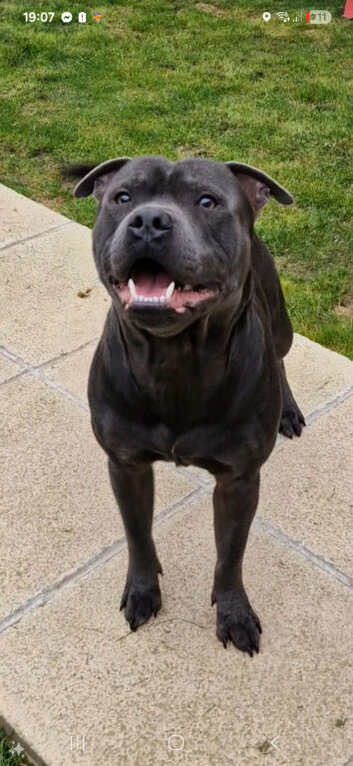 For stud!! Ace our proven blue staffie