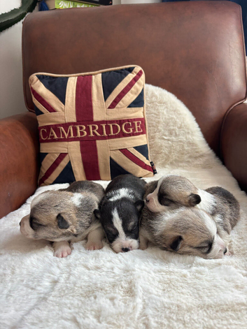Beautiful Corgi Puppies