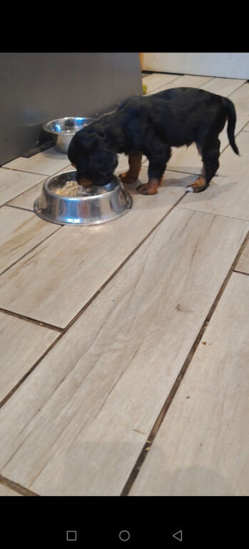 1 male Black and tan pup left
