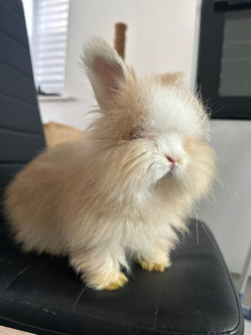 Pure bred Angora