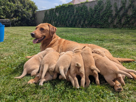 Exceptional Labrador puppies