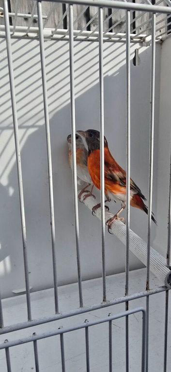 BEAUTIFUL PROVEN PAIR MUTATION RED SISKINS