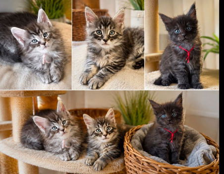 Gorgeous Reg. Maine Coon kittens from HEALTH TESTED PARENTS.