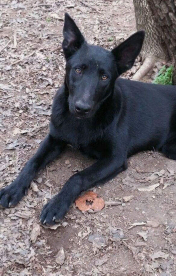 Dutch shepherd