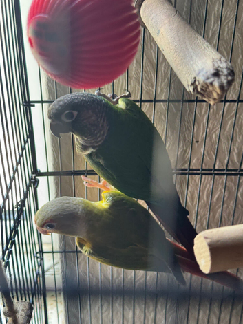Conures