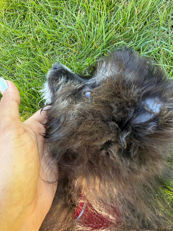 Pomeranian puppy