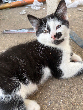 Black and white kittens