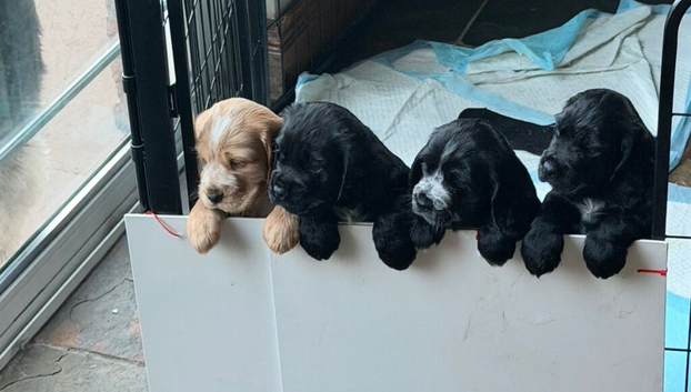 KC Registered Cocker Spaniels