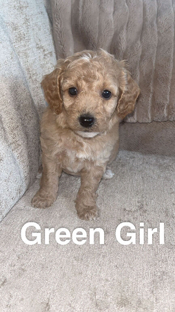 Red Cockapoo Puppies