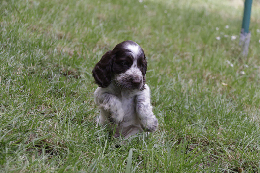 KC Registered Show Type Cocker Spaniel Puppies