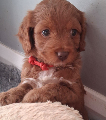 Rare smaller Asian poodle cross deep red puppies